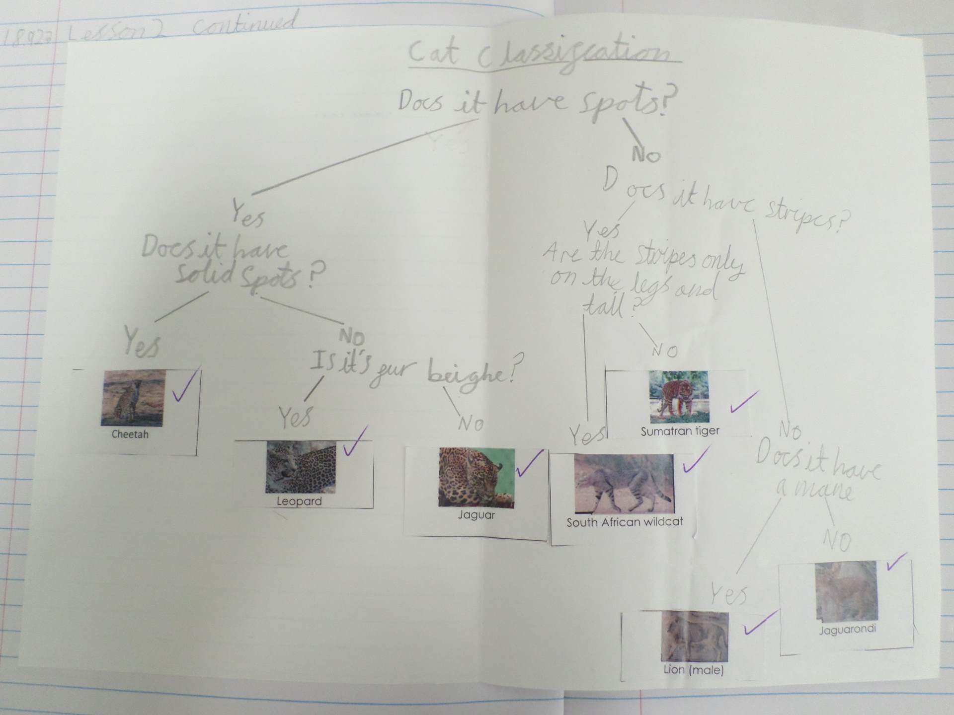 Y6 Classification